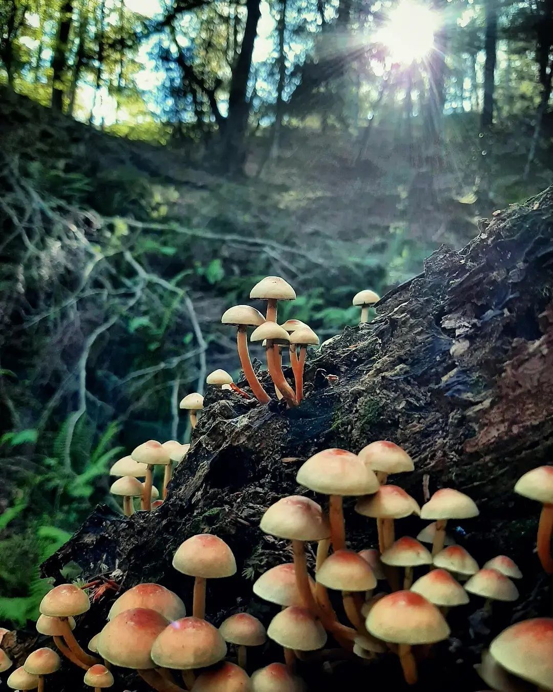 nanakatera página salmón